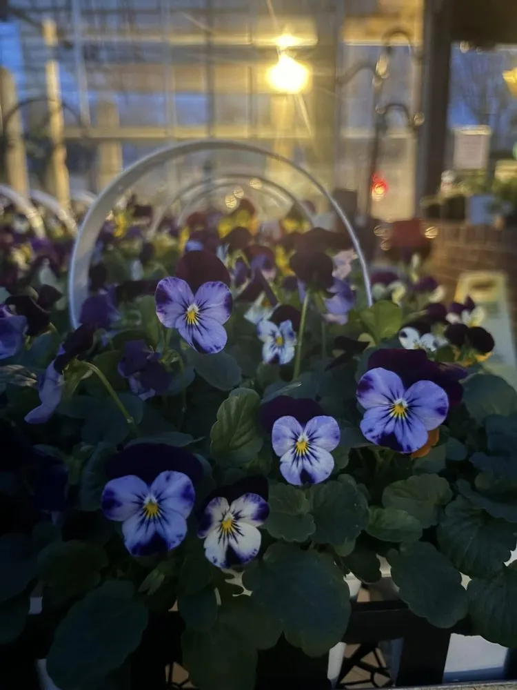 Professional lawn care service for beautiful yards across Cincinnati, OH - Joe Cappel’s Lawn Landscape & Garden Center