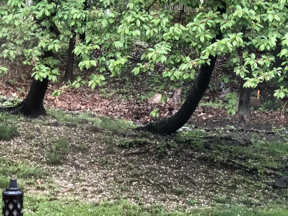 Top-rated landscape installation in Madison, NJ - Joe Caruso Landscaping