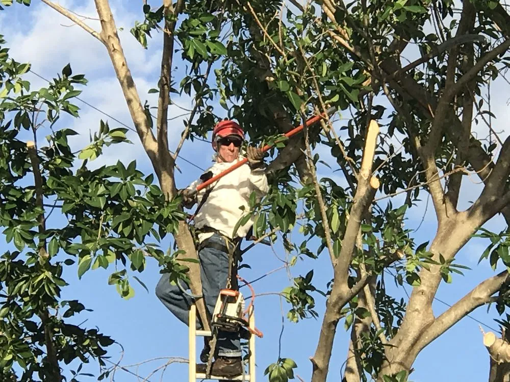 Affordable landscape design for beautiful yards in North Palm Beach, FL by Joe Hanley's Tree Trimming