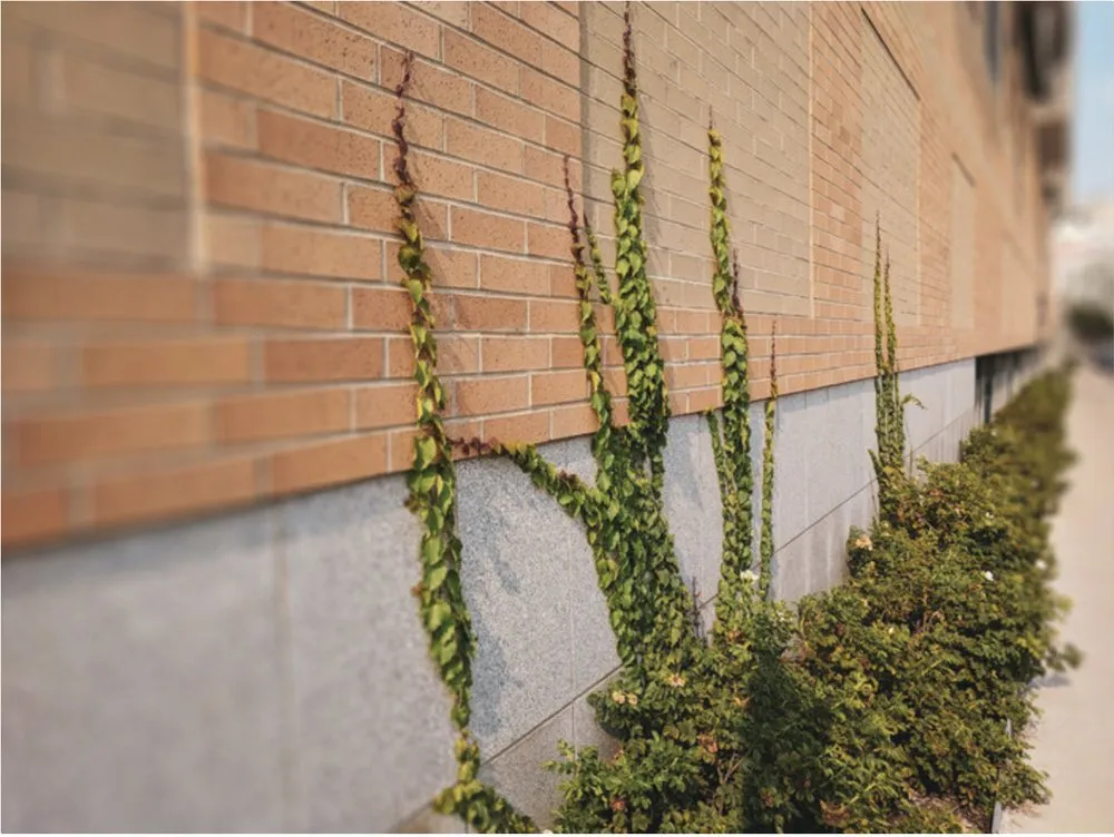 Trusted lawn care service for year-round maintenance in Chicago, IL by Joe Jr Landscapes