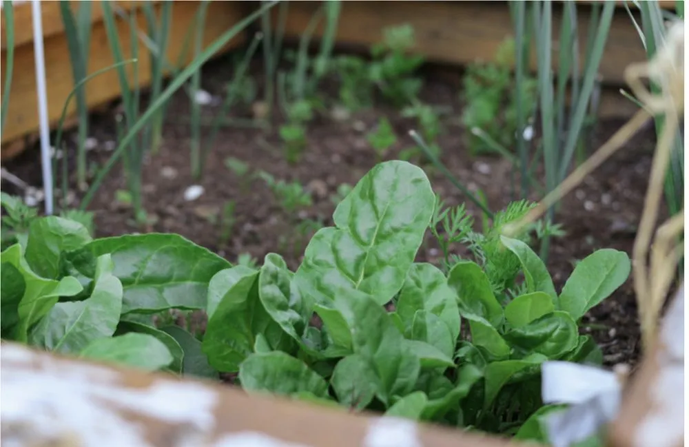 Local lawn care service in Chicago, IL by Joe Jr Landscapes