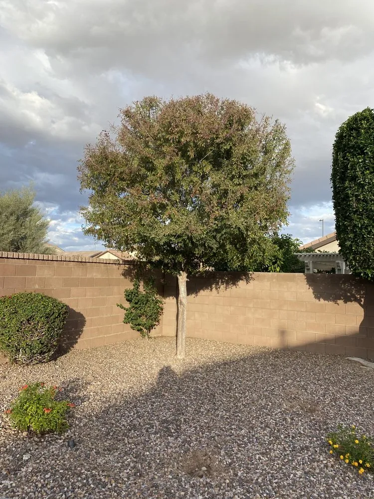 Professional landscape design in Chandler, AZ by Joe Landscaping