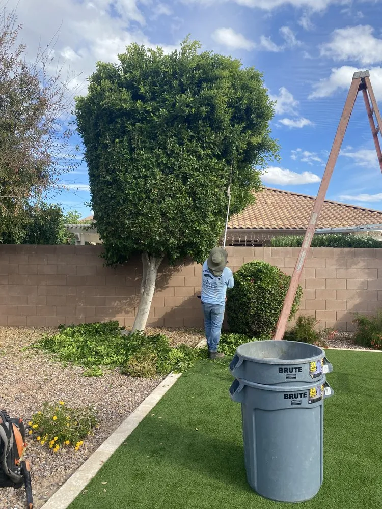 Local landscape design for year-round maintenance across Chandler, AZ - Joe Landscaping