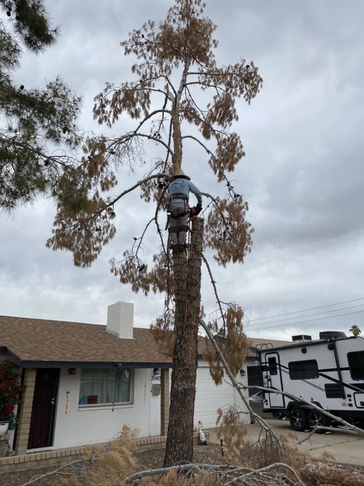 Reliable landscaping services in Chandler, AZ - Joe Landscaping