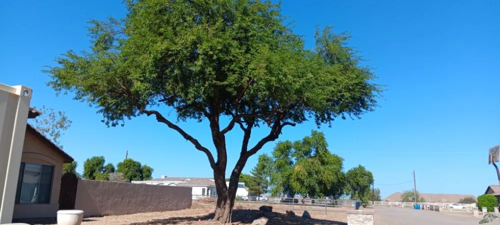 Custom lawn care service for homes in Chandler, AZ by Joe Landscaping