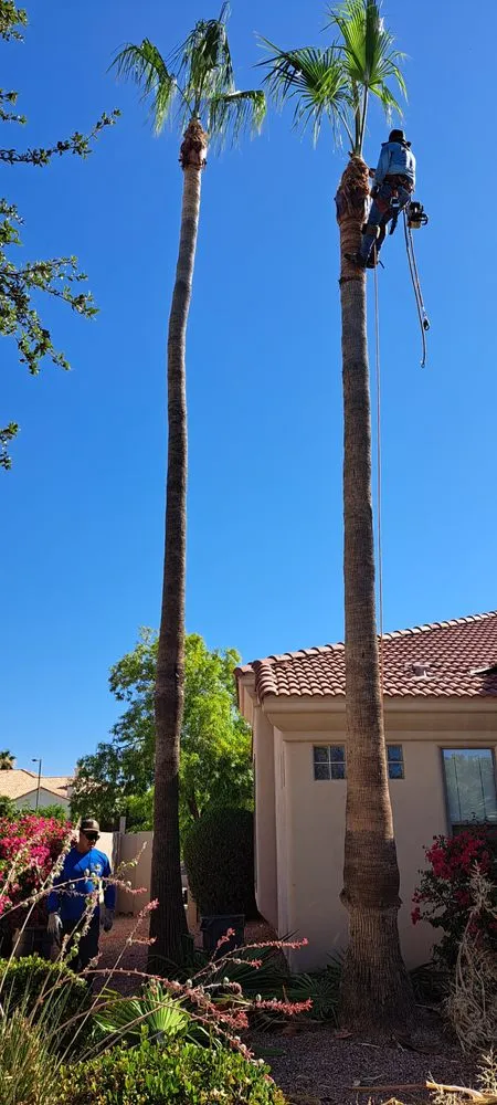 Reliable garden landscaping for residential properties across Chandler, AZ - Joe Landscaping