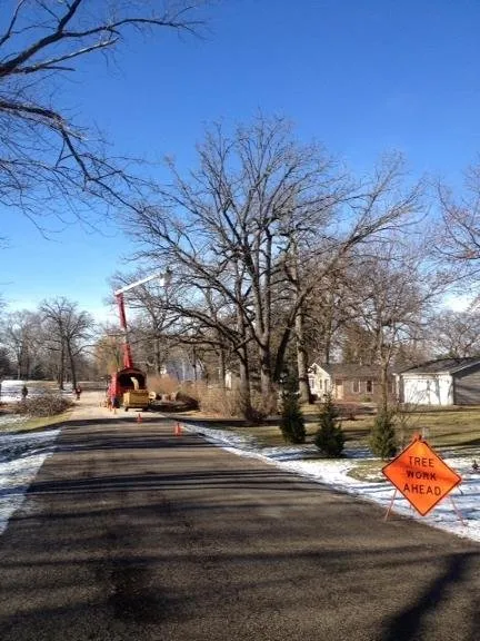 Local yard cleanup service in Spring Grove, IL - Joe Meyer Tree Service