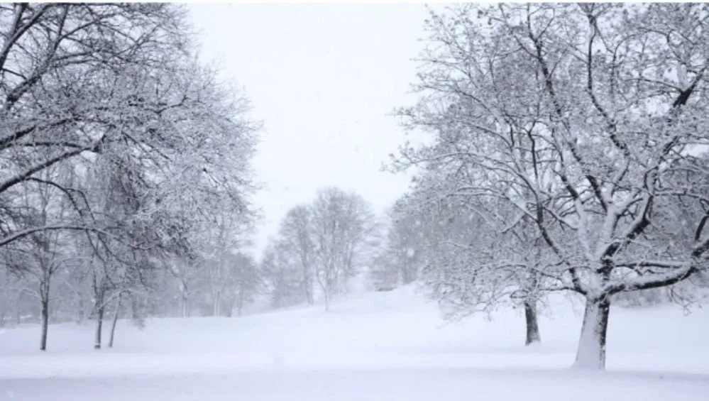 Local yard cleanup service with custom design in Spring Grove, IL by Joe Meyer Tree Service