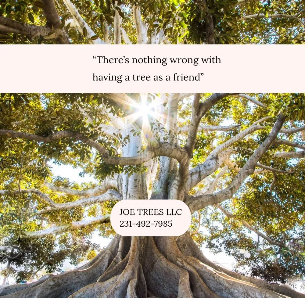 Affordable yard maintenance in Traverse City, MI by Joe Trees