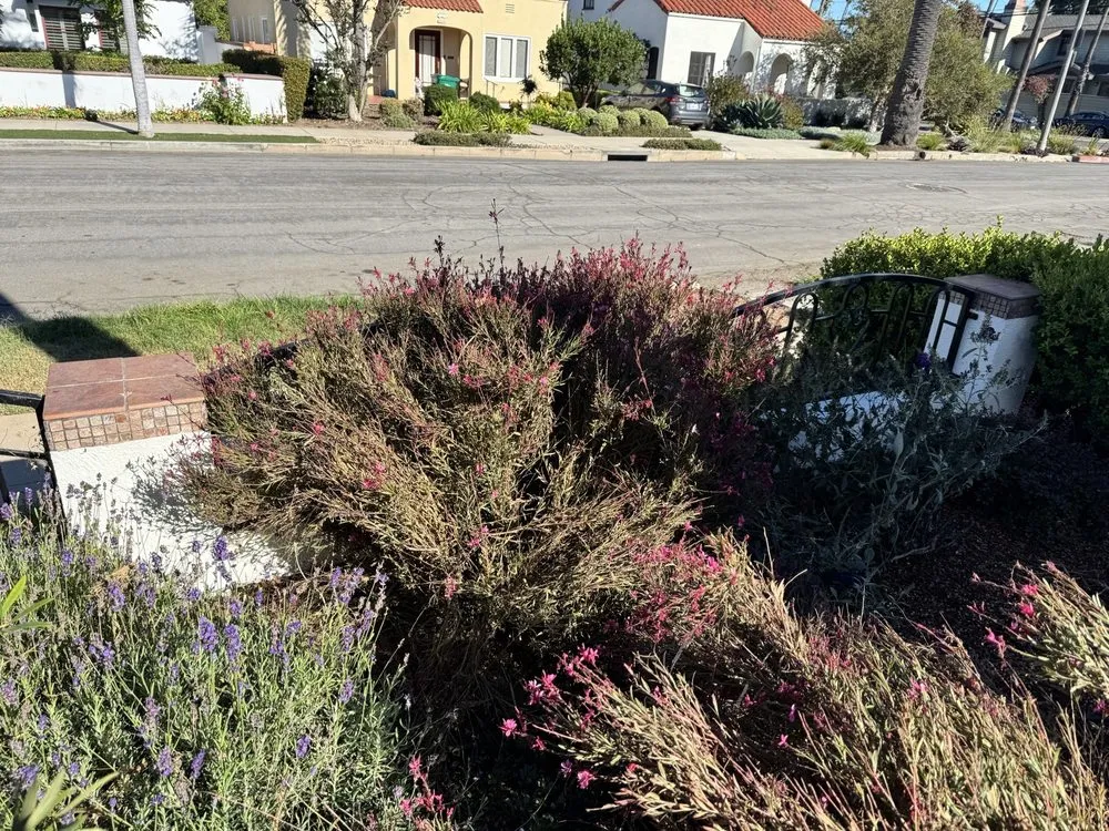 Custom landscape installation with custom design in Los Angeles, CA by Joe Zesati Tree Service & Landscaping