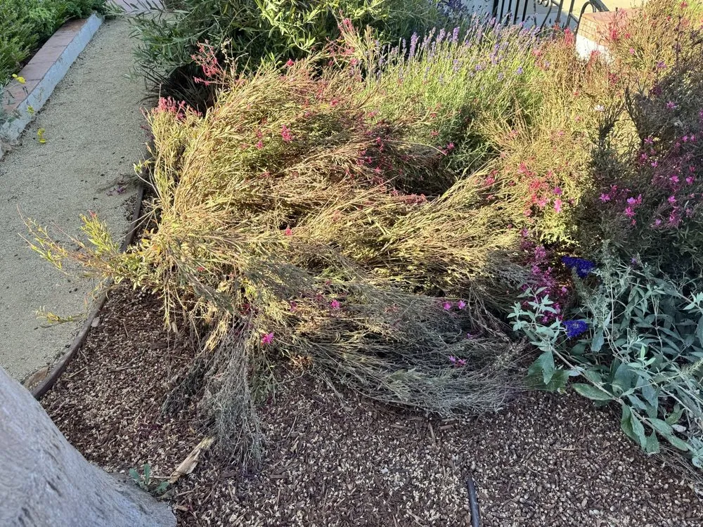 Local landscape design in Los Angeles, CA - Joe Zesati Tree Service & Landscaping