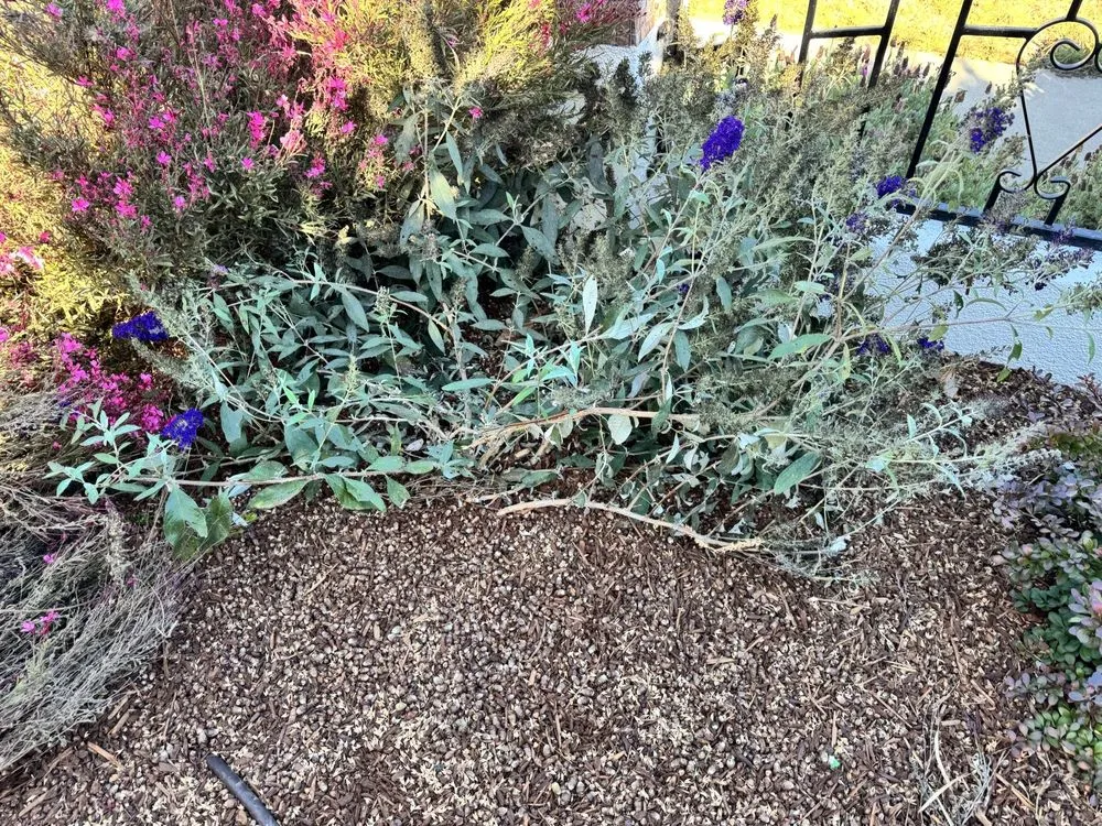 Top-rated lawn care service experts serving Los Angeles, CA - Joe Zesati Tree Service & Landscaping