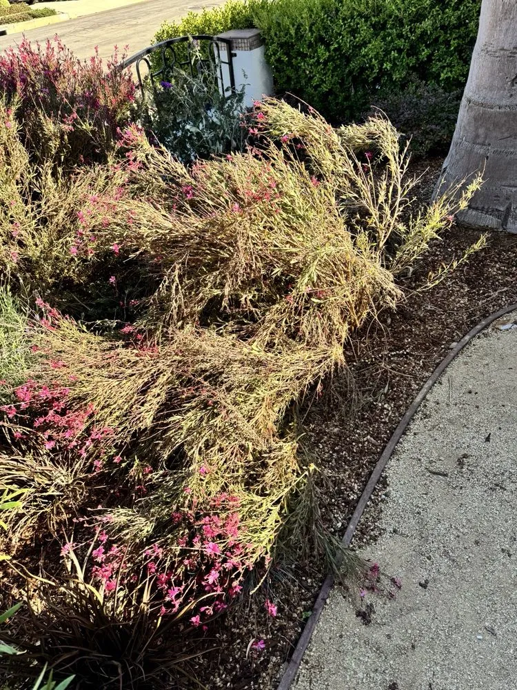 Reliable landscape installation in Los Angeles, CA by Joe Zesati Tree Service & Landscaping