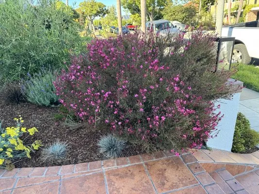 Joe Zesati Tree Service & Landscaping Logo