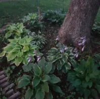 Professional yard maintenance in Snellville, GA - JoeAbel Lawn Care