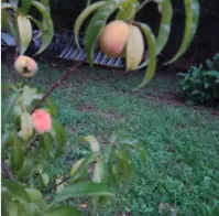 Professional lawn mowing service near you across Snellville, GA - JoeAbel Lawn Care