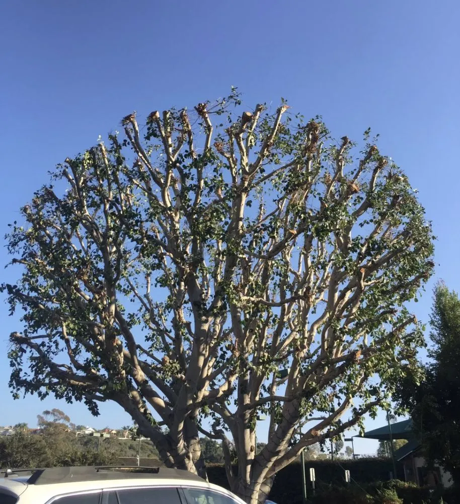 Trusted yard cleanup service in Mission Viejo, CA by Joel Alba's Garden Services