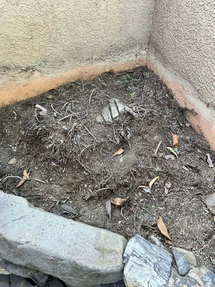 Professional yard cleanup service near you across Mission Viejo, CA - Joel Alba's Garden Services