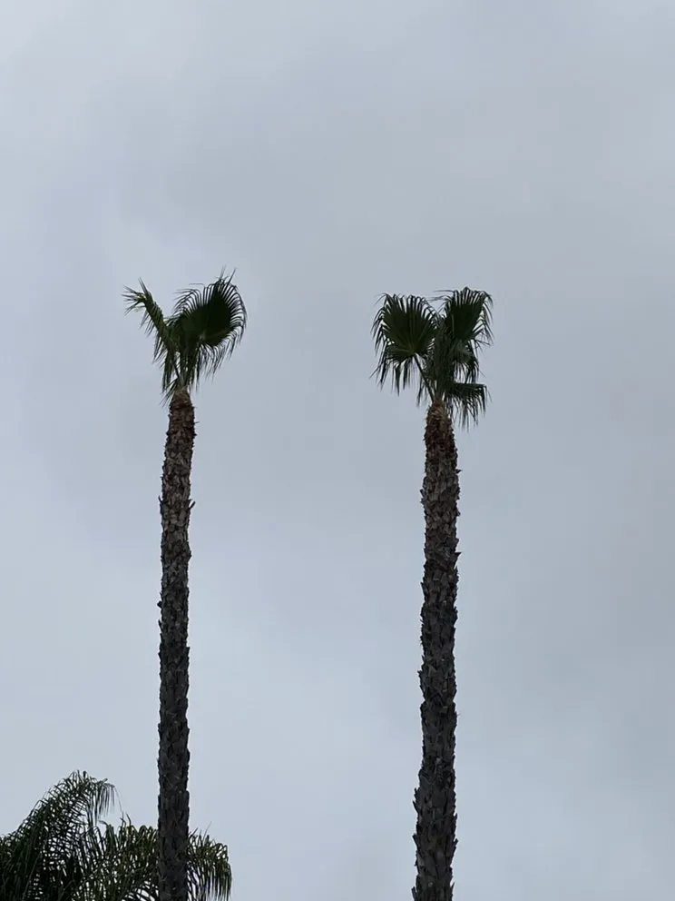 Custom yard maintenance experts serving Mission Viejo, CA - Joel Alba's Garden Services