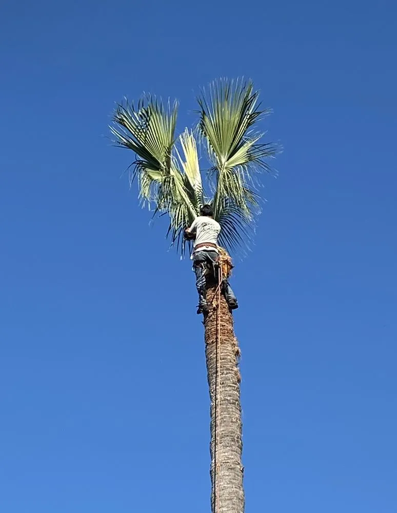 Reliable garden landscaping in Mission Viejo, CA - Joel Alba's Garden Services