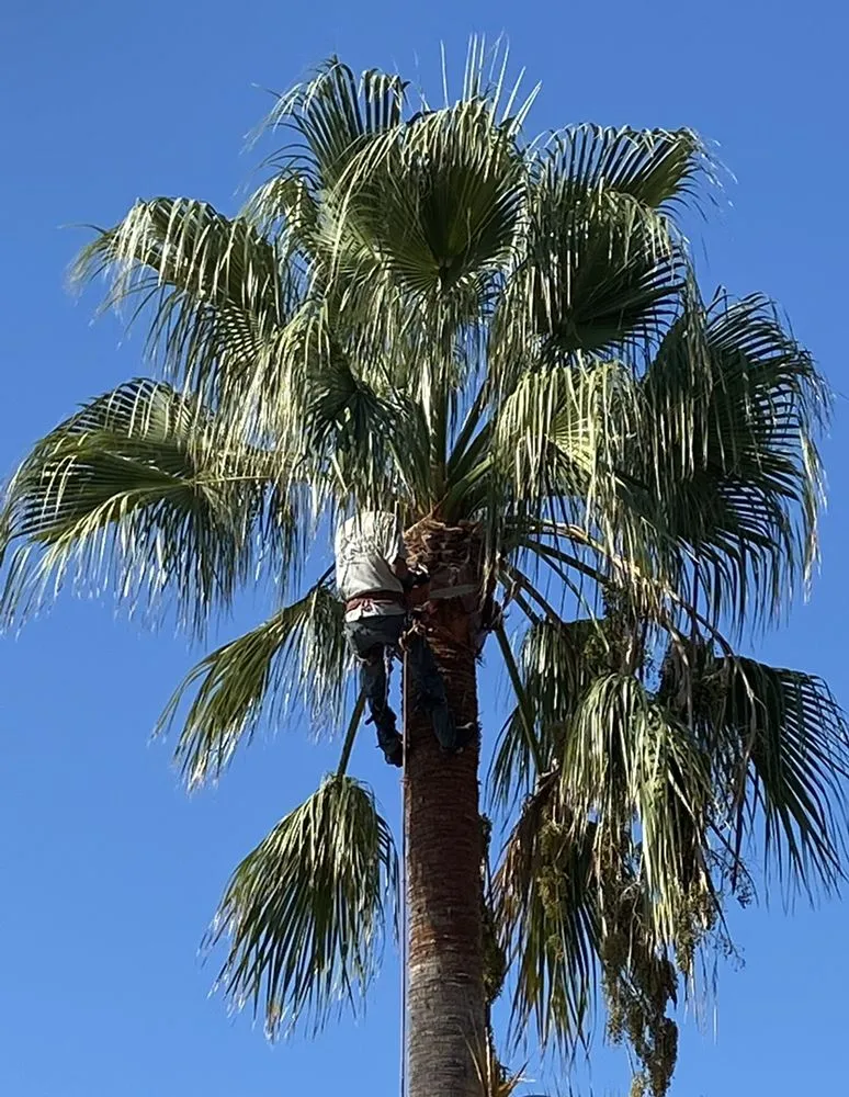 Local garden landscaping for year-round maintenance in Mission Viejo, CA by Joel Alba's Garden Services