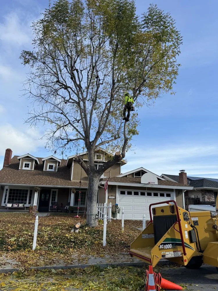 Expert outdoor landscaping experts serving Stanton, CA - Joel Espinoza Landscape