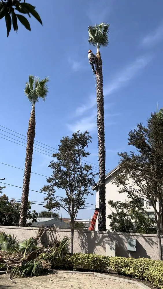 Trusted yard maintenance experts serving Stanton, CA - Joel Espinoza Landscape