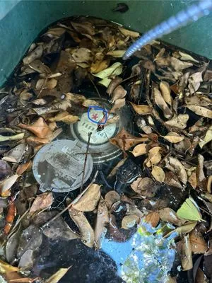 Joel Maetinez Landscaping Logo