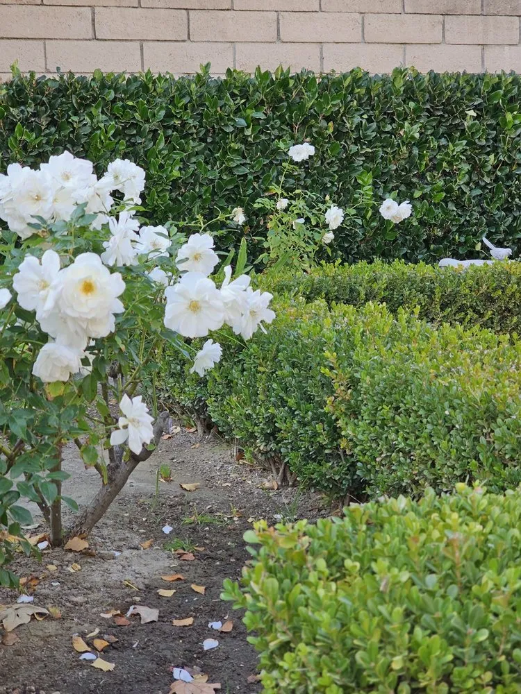 Top-rated landscaping services for homes in Villa Park, CA by Joe’s Garden Service