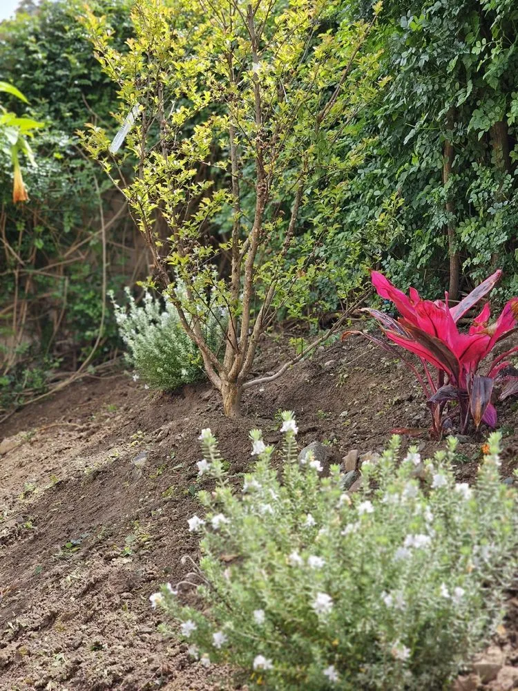 Custom garden landscaping in Villa Park, CA by Joe’s Garden Service