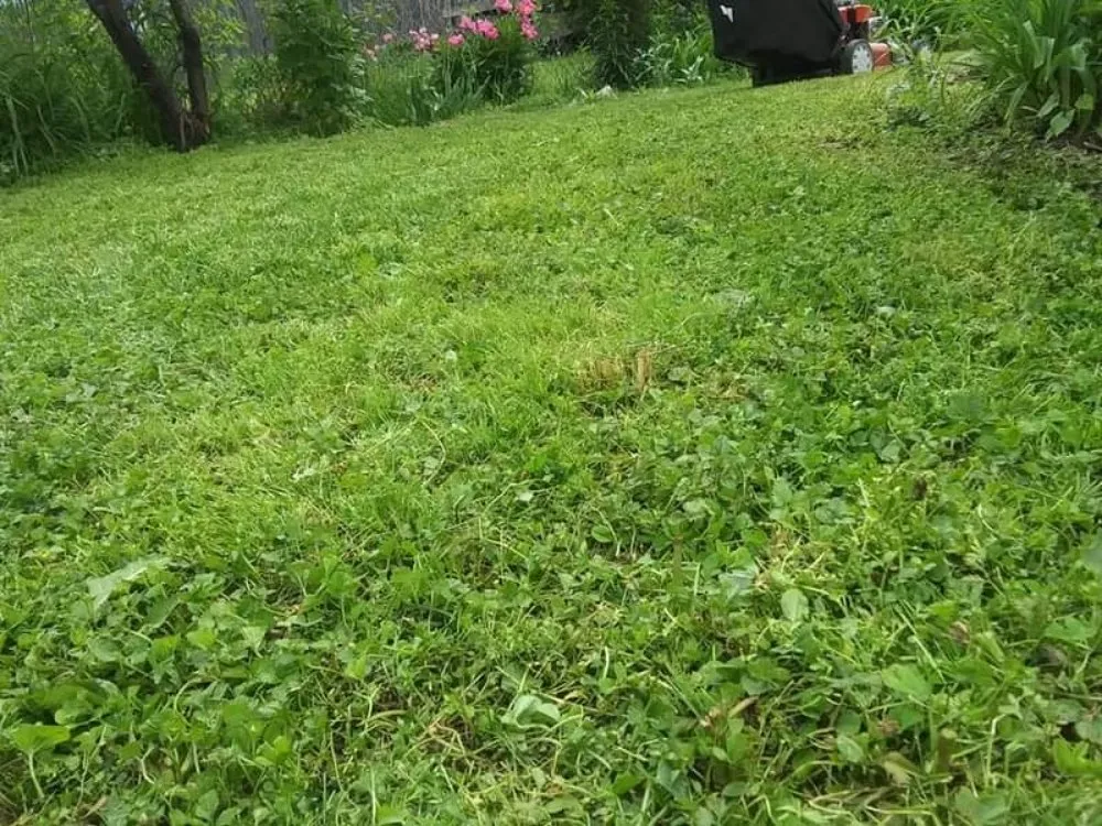 Affordable lawn care service for residential properties in Pontoon Beach, IL by Joe's Handyman Services