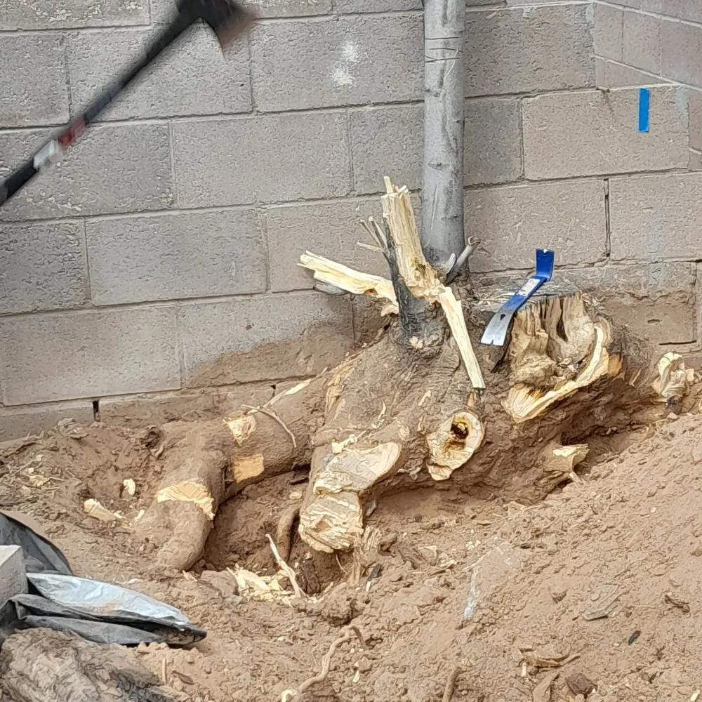 Trusted lawn care service in Albuquerque, NM - Joes Junk Removal