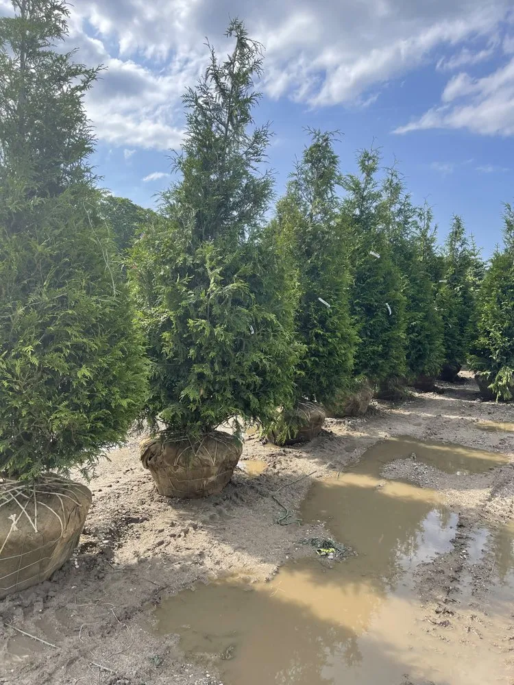 Custom lawn mowing service in Medford, NY - Joe’s Landscaping and Design