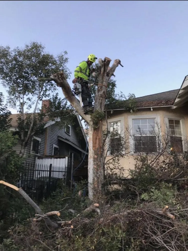 Top-rated residential landscaping for beautiful yards across Los Angeles, CA - Joe’s Landscaping