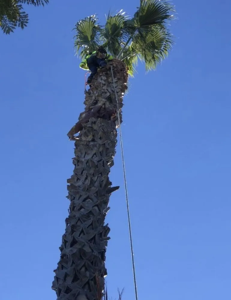 Trusted yard maintenance for homes in Los Angeles, CA by Joe’s Landscaping