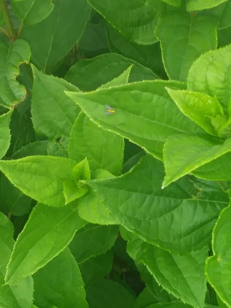 Custom garden landscaping experts serving Perkasie, PA - Joe's Lawn Care & Landscape Solutions