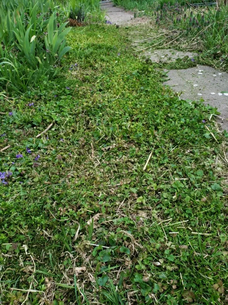 Reliable lawn mowing service experts serving Granite City, IL - Joe's Lawn Care & More