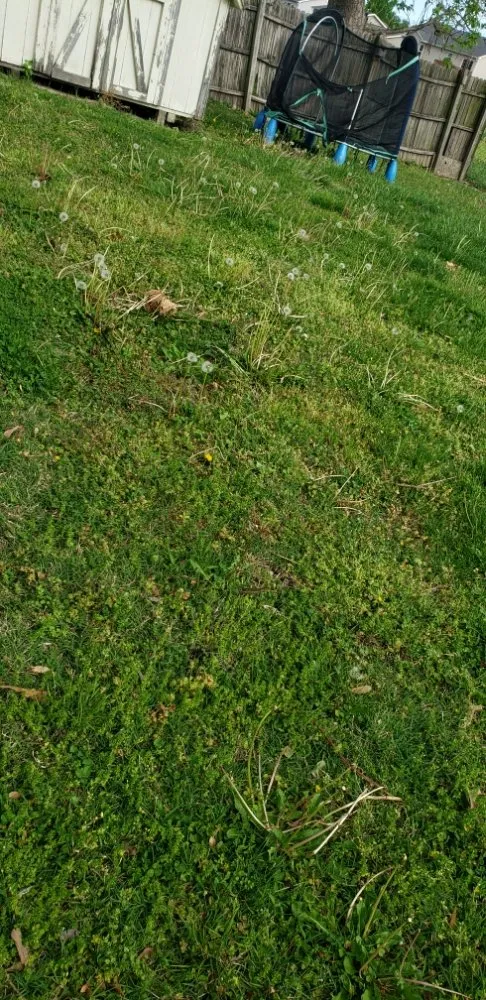 Local yard cleanup service in Granite City, IL by Joe's Lawn Care & More