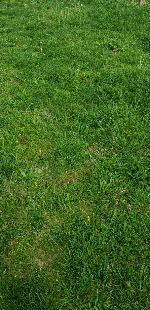 Reliable lawn care service experts serving Granite City, IL - Joe's Lawn Care & More