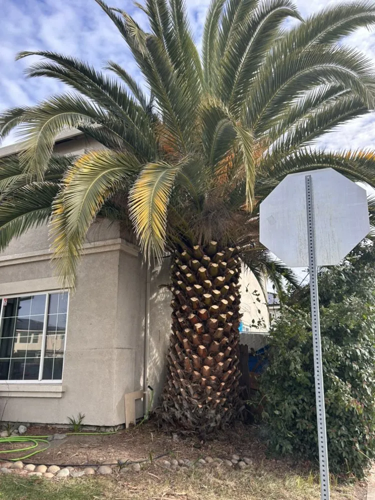 Trusted lawn mowing service in Stockton, CA by Joe's Lawn Maintenance