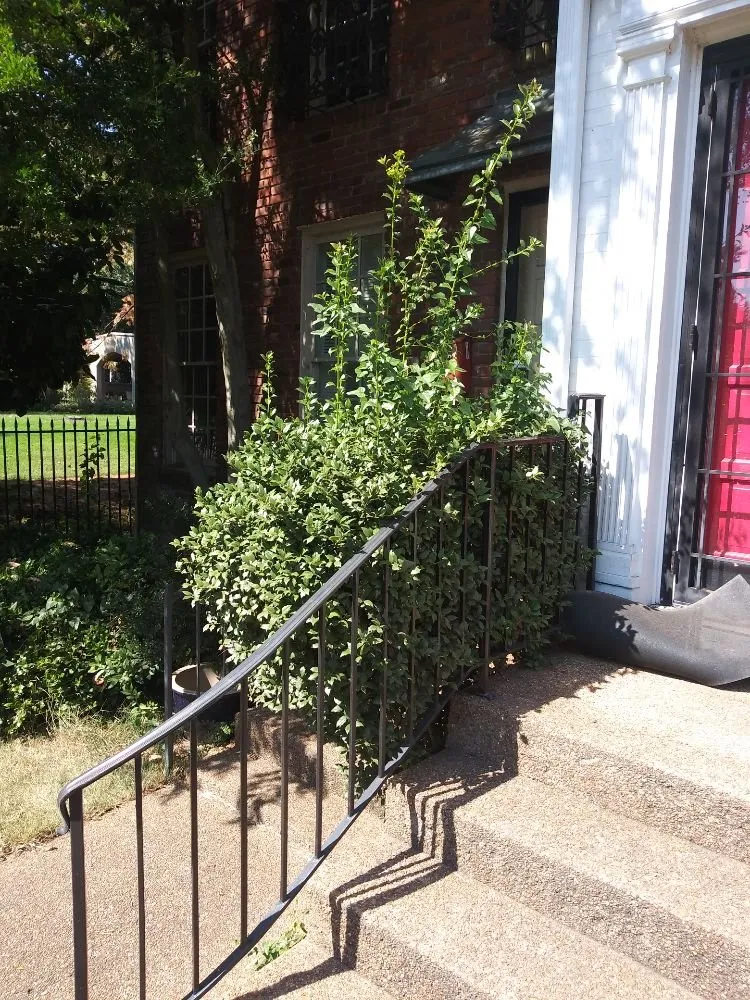 Top-rated yard maintenance in Millington, TN - Joe's LawnCare and Landscaping Solutions