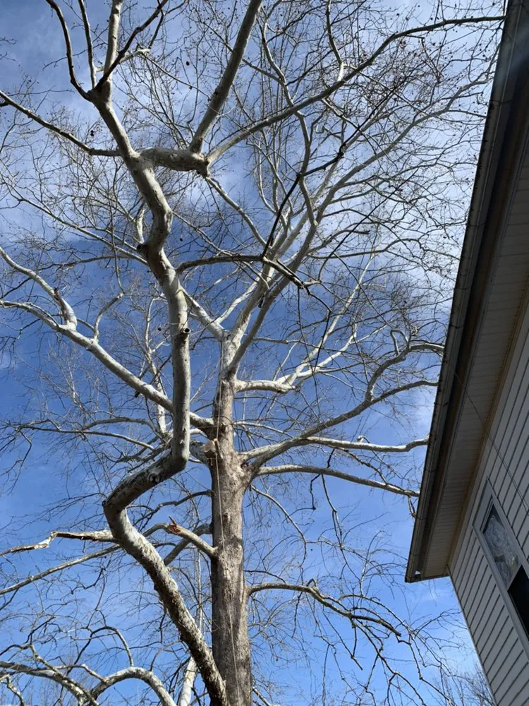 Affordable yard cleanup service near you across Louisa, VA - Joe's Limbin N Trimmin, SP