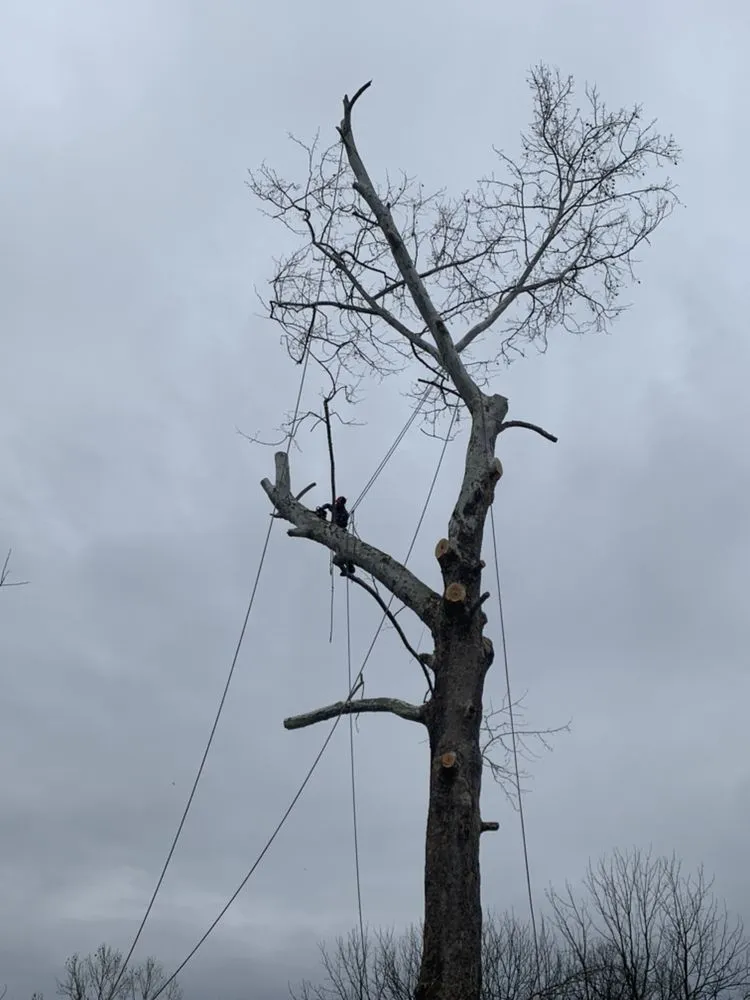 Local garden landscaping for homes in Louisa, VA by Joe's Limbin N Trimmin, SP