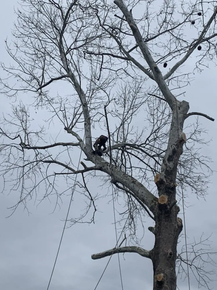 Affordable landscape design experts serving Louisa, VA - Joe's Limbin N Trimmin, SP