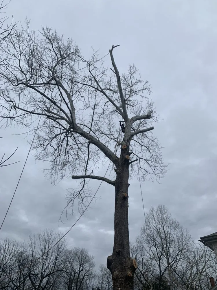 Expert yard maintenance for year-round maintenance across Louisa, VA - Joe's Limbin N Trimmin, SP