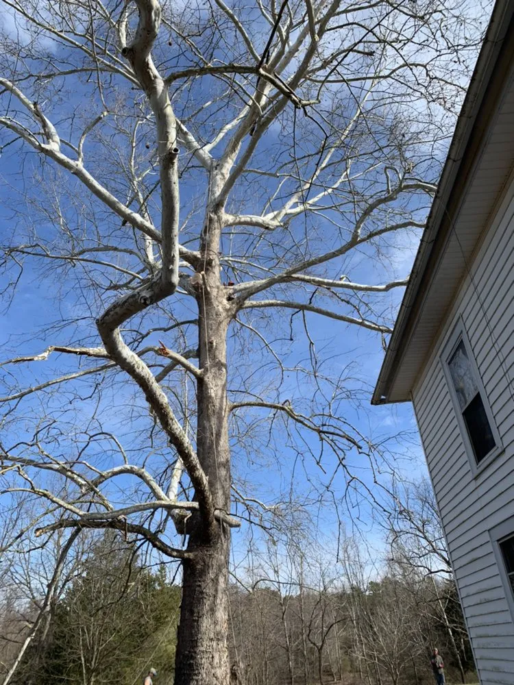 Trusted yard maintenance in Louisa, VA - Joe's Limbin N Trimmin, SP