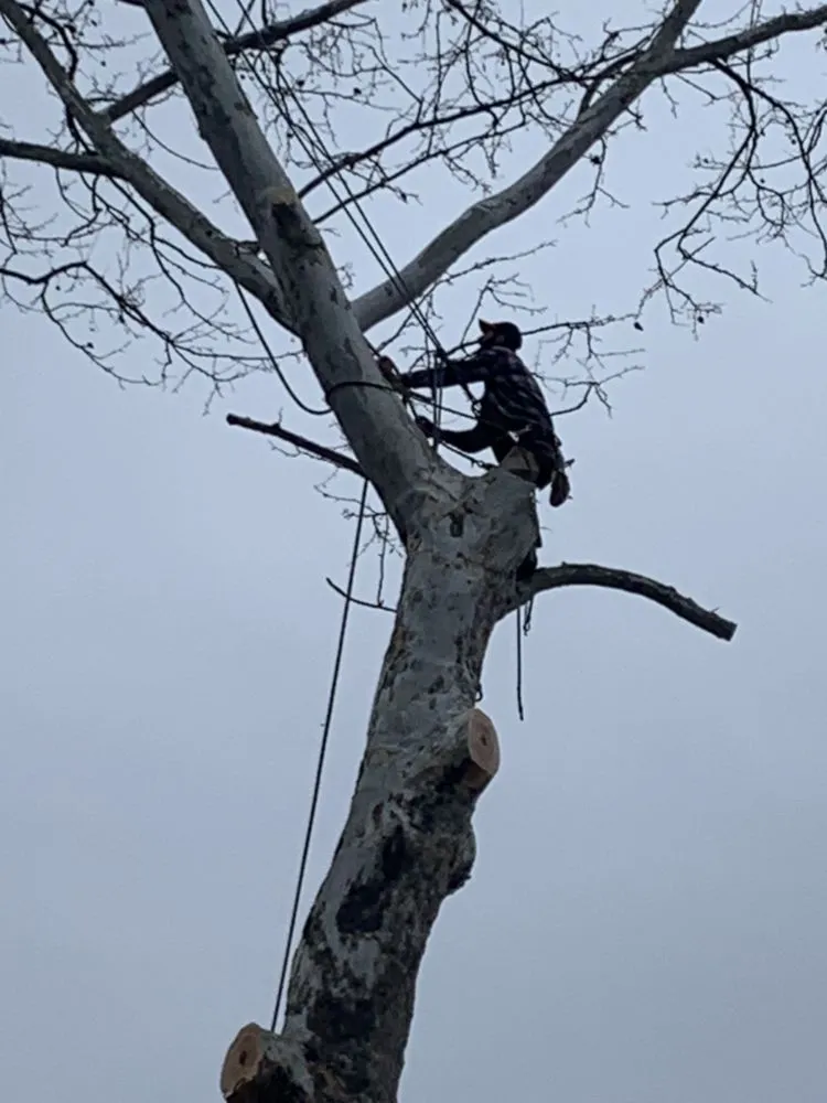 Trusted yard maintenance experts serving Louisa, VA - Joe's Limbin N Trimmin, SP