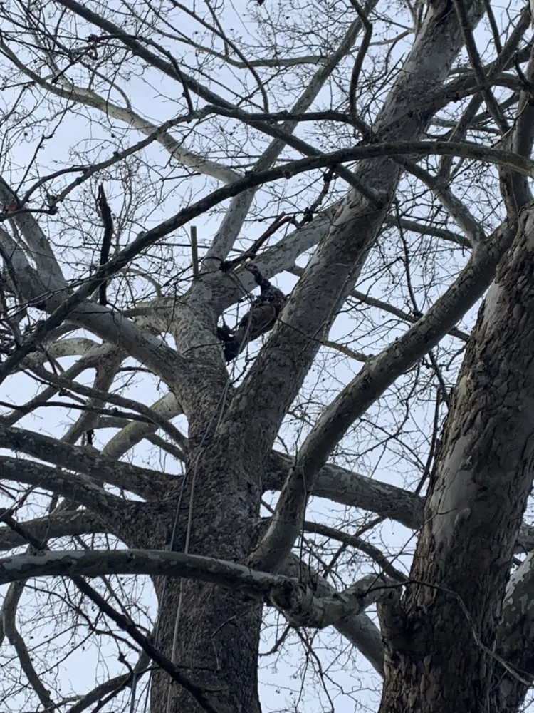 Top-rated yard maintenance experts serving Louisa, VA - Joe's Limbin N Trimmin, SP