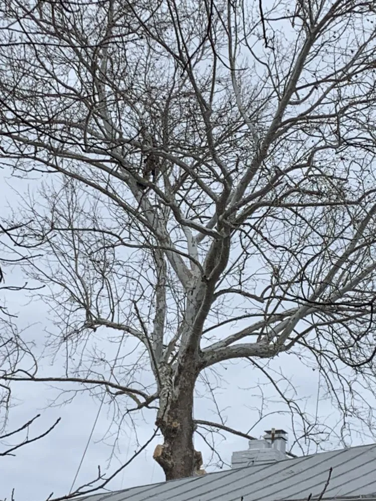 Top-rated lawn care service experts serving Louisa, VA - Joe's Limbin N Trimmin, SP