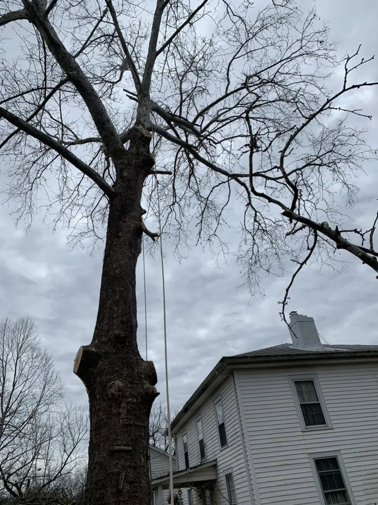 Trusted lawn mowing service in Louisa, VA - Joe's Limbin N Trimmin, SP